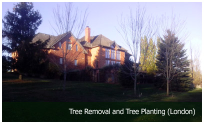 Tree Removal and Tree Planting (London)
